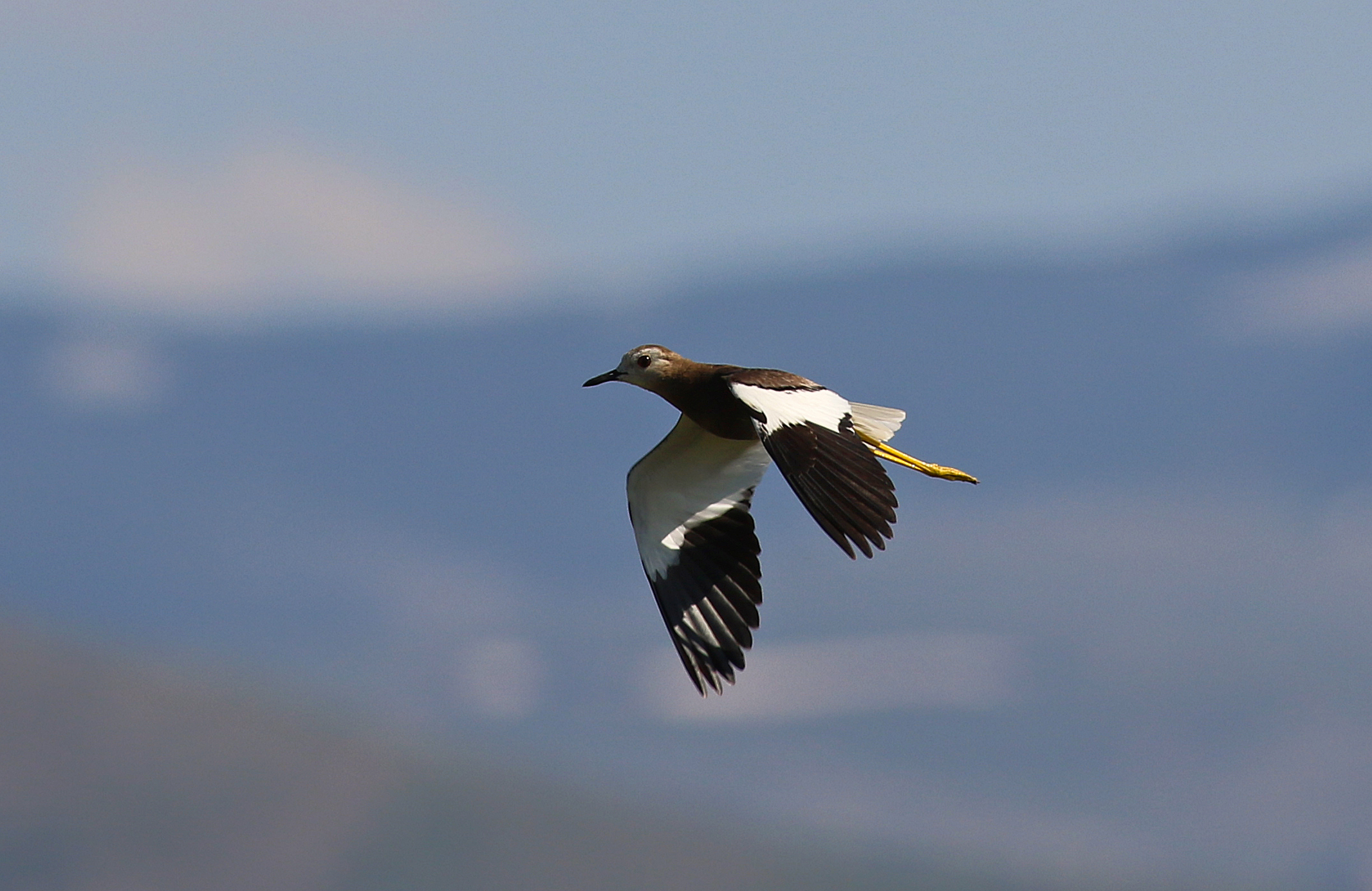 White-tailed Lapwing